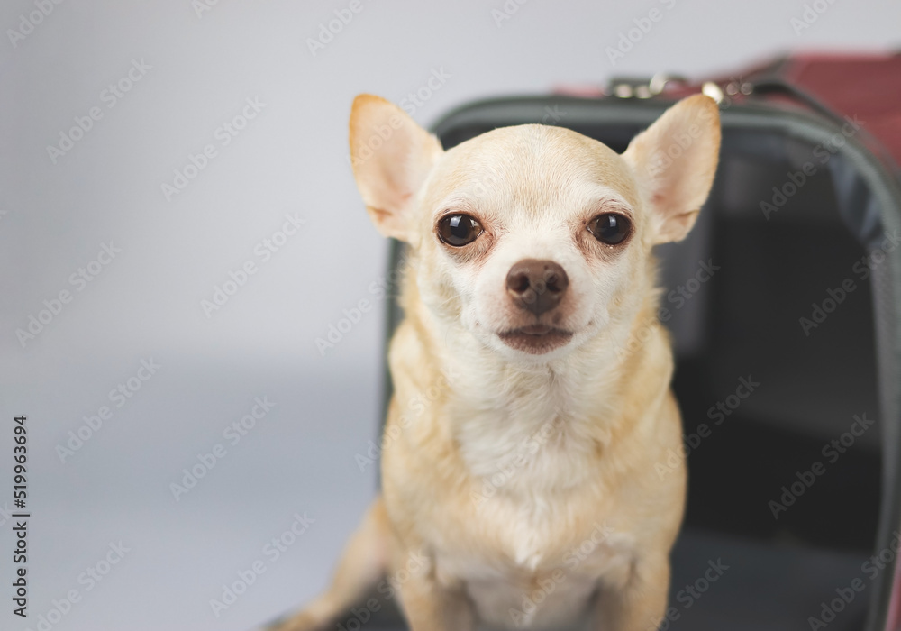 brown chihuahua dog sitting and looking at camera in front of traveler pet carrier bag on white background with copy space. Safe travel with animals. brown chihuahua dog sitting and looking at camera in front of traveler pet carrier bag on white background with copy space. Safe travel with animals.