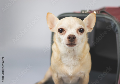 brown chihuahua dog sitting and looking at camera in front of  traveler pet carrier bag on white  background with copy space.  Safe travel with animals.