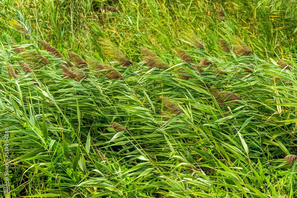 background of green reed marshland background of green reed marshland
