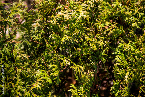 Wallpaper Mural green thuja ossidentalis (white cedar) Torontodigital.ca