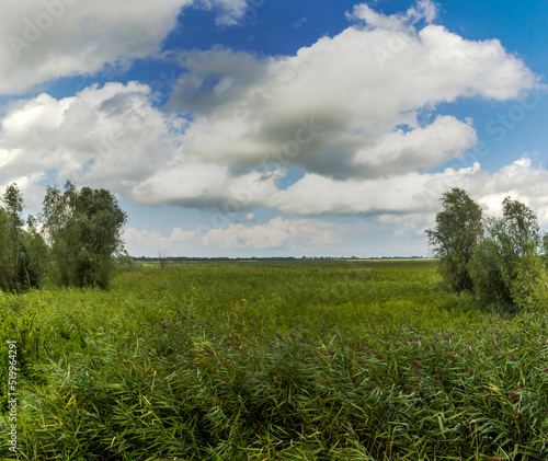a wide reed marshland in Ukrainian part of Danube delta, Ukraine