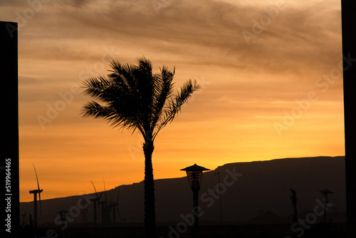 Desert sunset landscape with palm trees and wind turbines