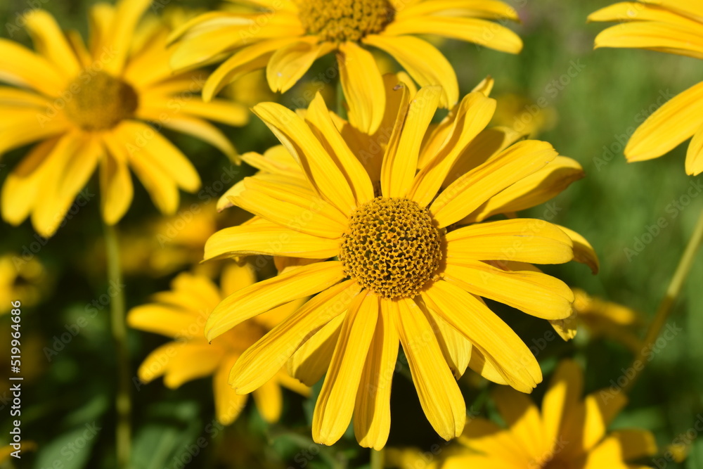 Fototapeta premium ヒマワリ属