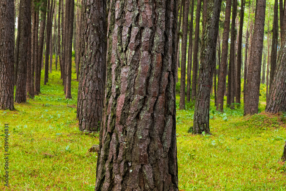Naklejka premium Pine tree garden at Silvicultural Research Station in chiangmai,Suan son Bo Kaew Pine Park.