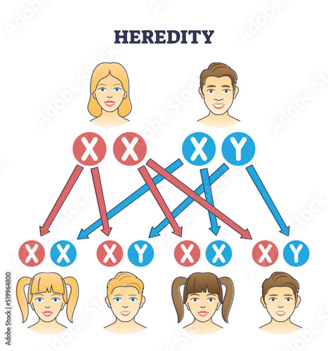 Heredity as genetic hair heritage from biological parents outline diagram. Educational explanation with scheme from mother and father traits to son and daughter characteristics vector illustration.