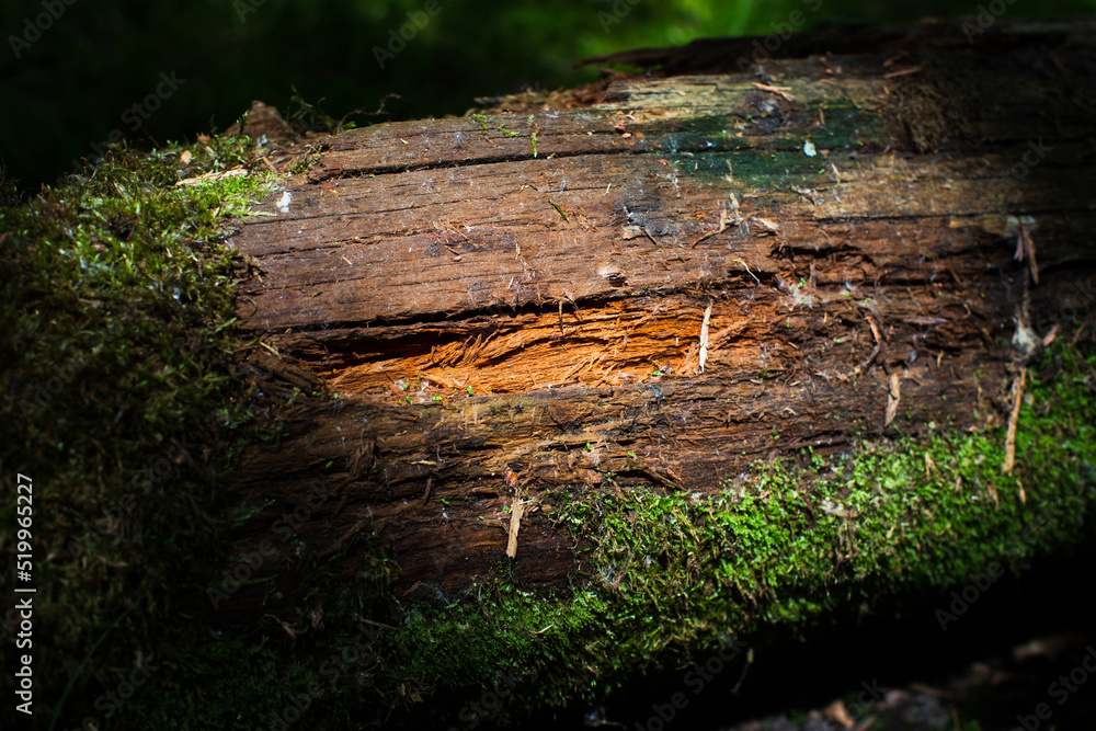 Beautiful surface of an old fallen tree. There are pieces of bark and some green moss. Selective focus in the foreground with a blurred background