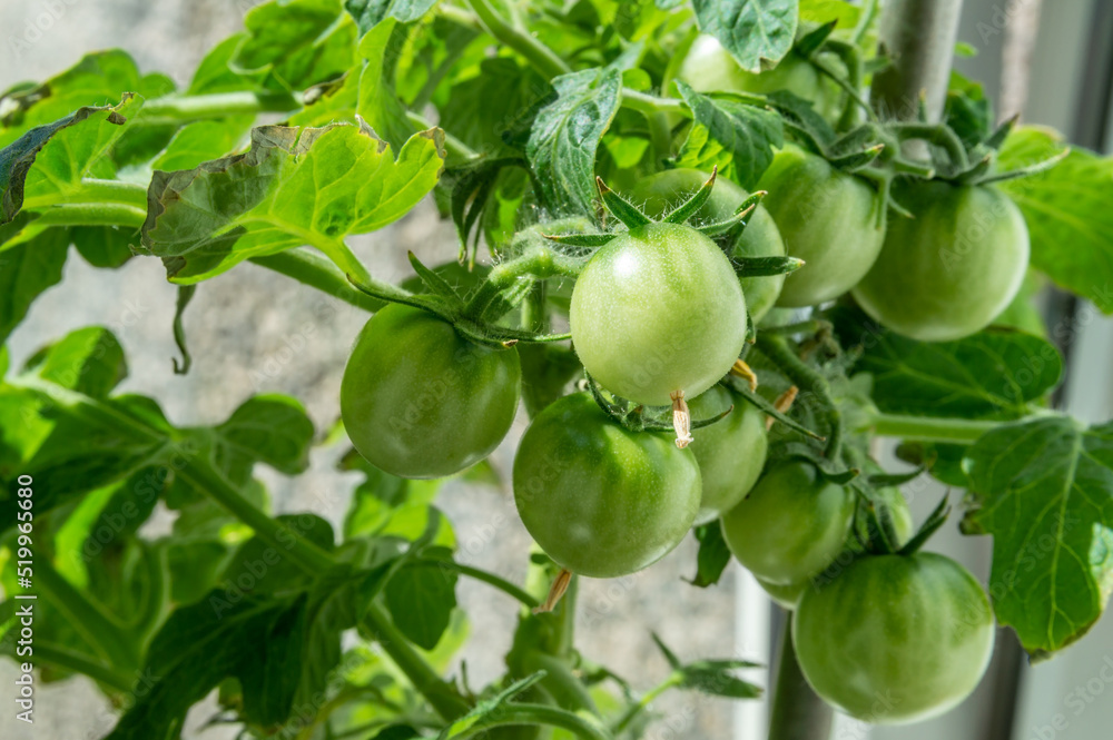 unripe cherry tomatoes on a plant