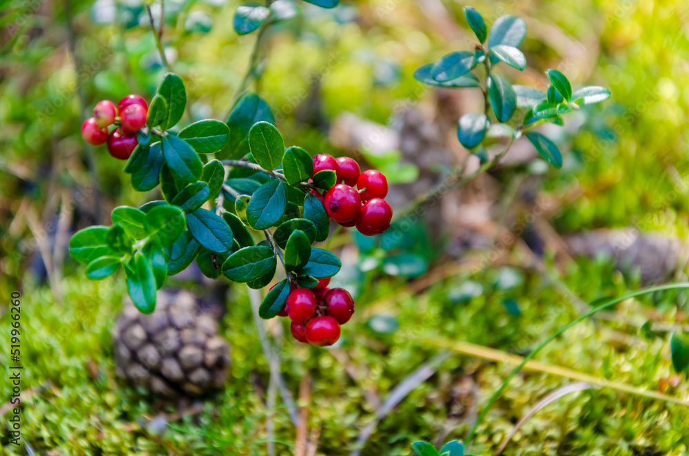 sprig of ripe cowberry grows in clearing of moss. berry cranberries, lingonberries in forest sprig of ripe cowberry grows in clearing of moss. berry cranberries, lingonberries in forest