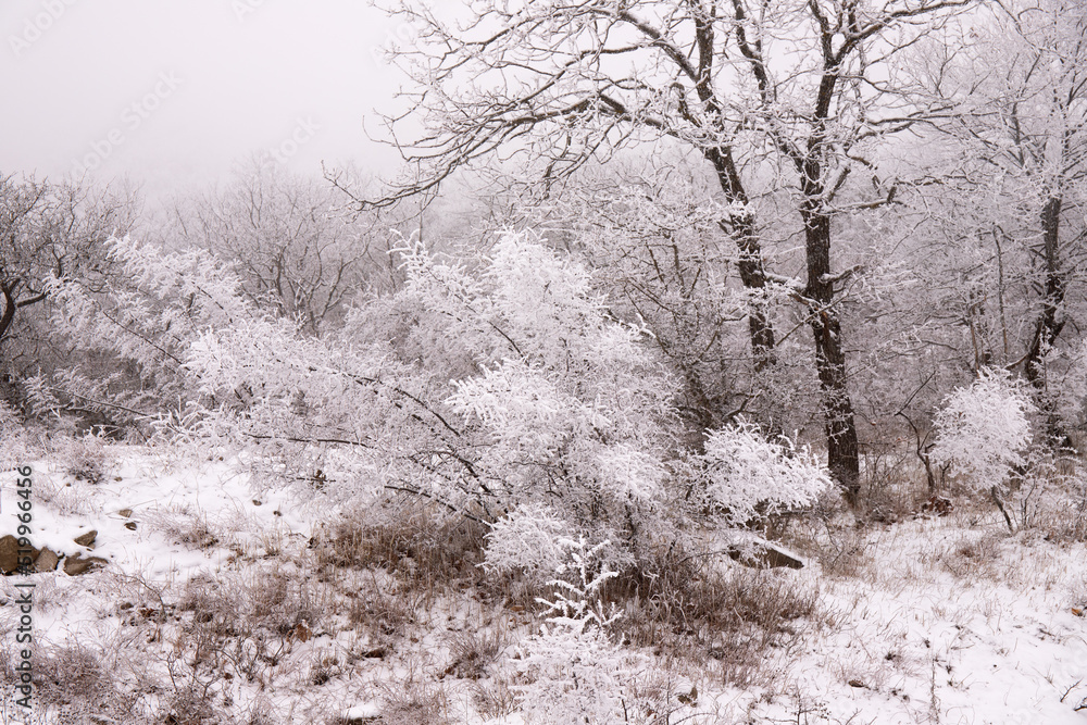 Fototapeta premium Trees covered with white snow.