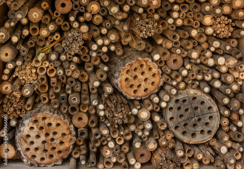 Cluster of woods with holes made by bugs, used as background