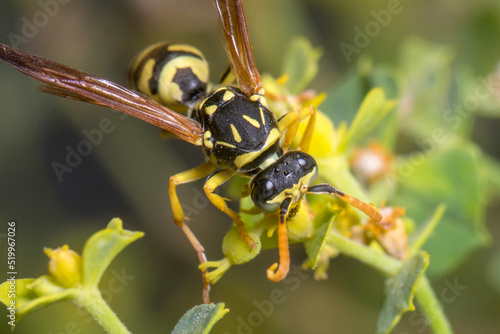 Polistes dominula wasp walking and climbing on a green leaf