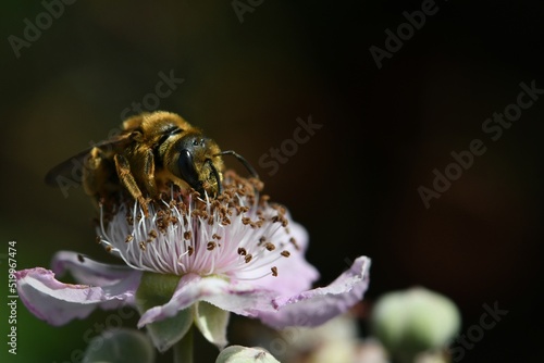 abeille sur une fleur de ronce