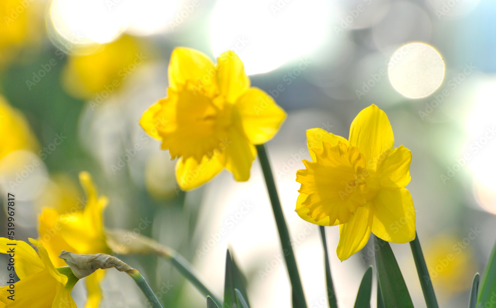 Fototapeta premium yellow daffodil flower