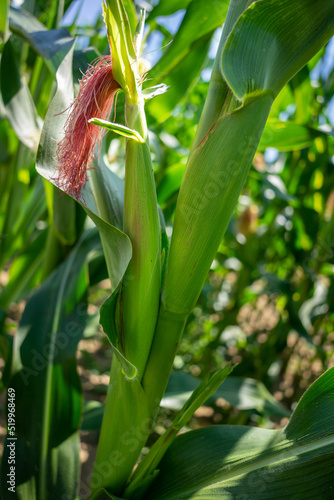 Junger Mais in einem Maisfeld