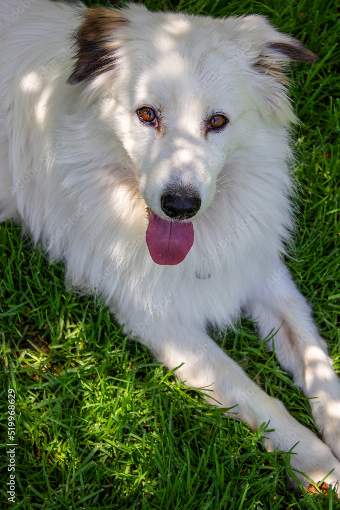 Perro blanco descansando sobre la hierba, tras un paseo en una tarde de verano Perro blanco descansando sobre la hierba, tras un paseo en una tarde de verano