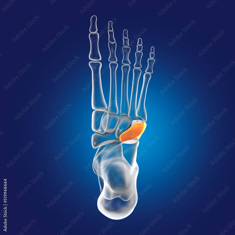 Human foot anatomy. Cuboid bone of the foot Stock Illustration Adobe