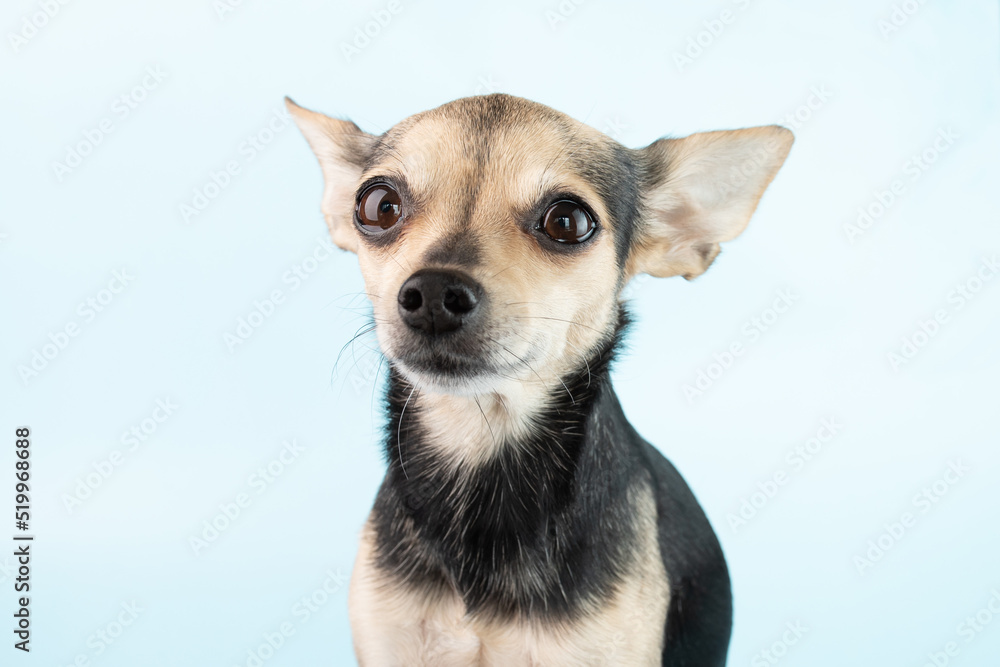 small cute dog toy terrier on a blue background close-up, chihuahua puppy