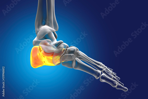 Human foot anatomy. Calcaneus bone of the foot photo