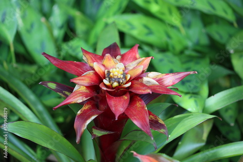 Cambodia. Guzmania lingulata, the droophead tufted airplant or scarlet star, is a species of flowering plant in the family Bromeliaceae, subfamily Tillandsioideae. photo