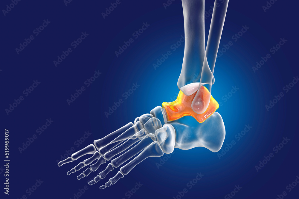 Human foot anatomy. Talus bone of the foot Stock Illustration Adobe Stock