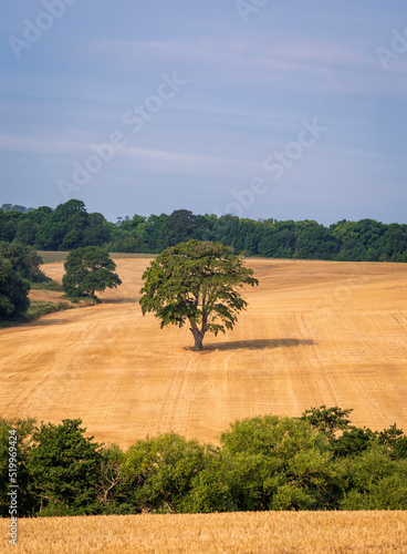 Lone tree within a wheat field near Guestling on the high weald east Sussex south east England