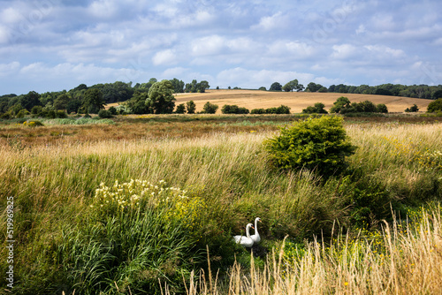 Pair of swans on the river Brede high weald East Sussex south east England