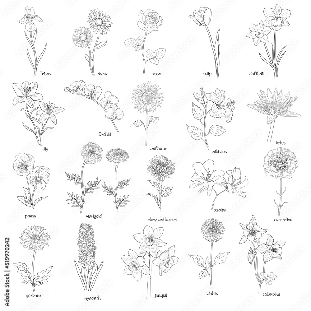 Set of flowers hand drawn Set of flowers hand drawn