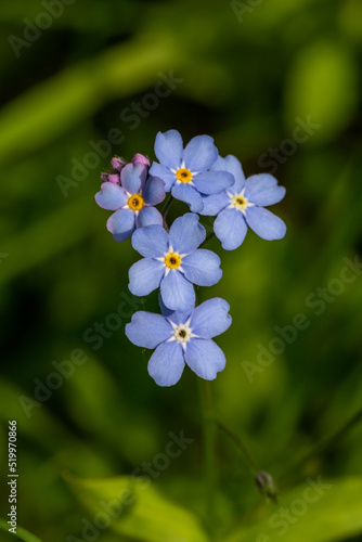 Wallpaper Mural Forget me not flowers on a green background on a sunny day in springtime macro photography. Blooming Myosotis wildflowers with blue petals on a summer day close-up photo.	 Torontodigital.ca