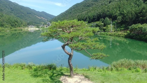 완주군 오성제의 소나무와 여름풍경 photo