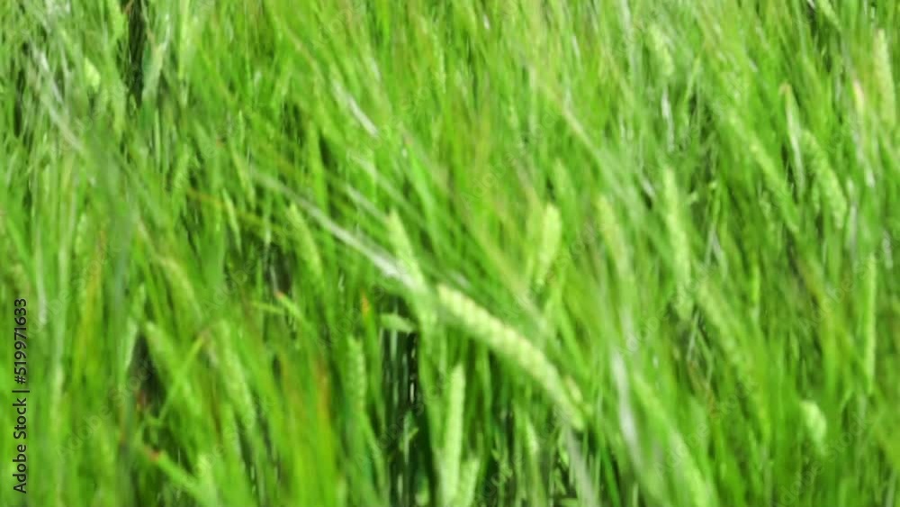 Green wheat Agricultural field with harvest crops and beautiful cloudscape Green wheat Agricultural field with harvest crops and beautiful cloudscape
