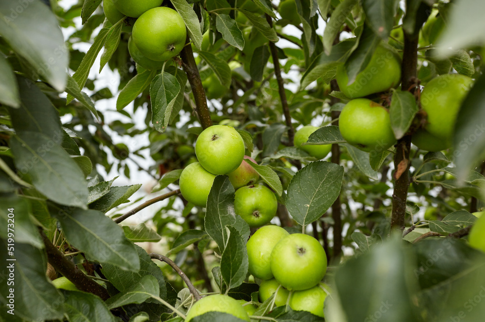 Ripe apples on a tree in a garden. Organic apples hanging from a tree branch in an apple orchard Ripe apples on a tree in a garden. Organic apples hanging from a tree branch in an apple orchard