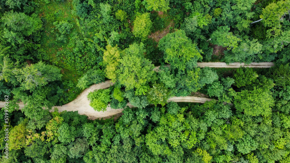 Green forest with path way viewing from above 