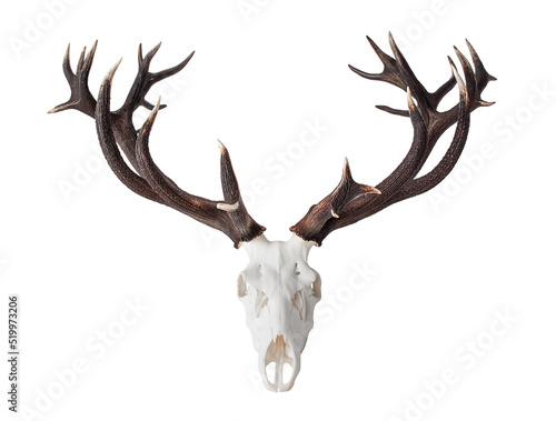Big Red Deer Antlers - hunting trophy isolated on white.