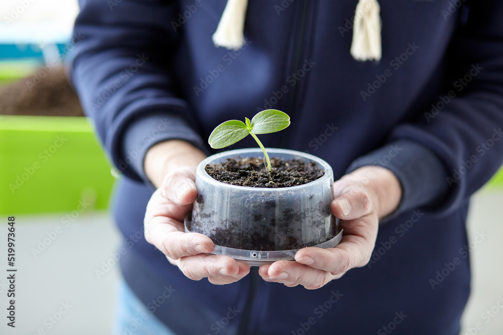 Old man gardening in home greenhouse. Men's hands holding cucumber seedling in the pot, selective focus