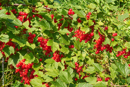 Red currant on a branch on green leaves background