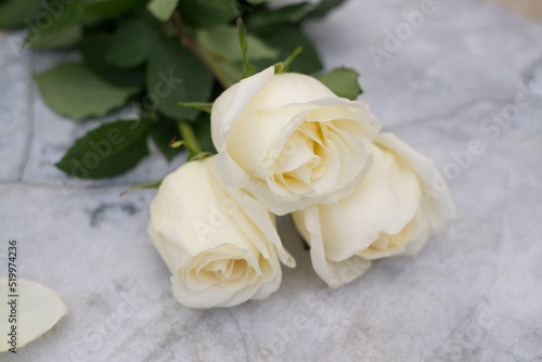 Three white roses on concrete background. Top view. Copy space for text.