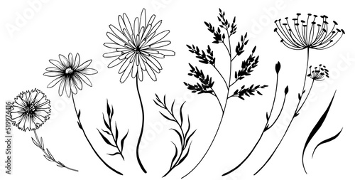 Set of decorative wild meadow flowers. Hand drawn black and white vector illustration. Isolated elements for design.