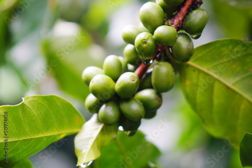 Selective Focus Arabica coffee seed on Coffee arabica tree is a species of flowering plant in the coffee and madder family Rubiaceae - local agriculture in northern pha hee village chiangrai thailand  photo