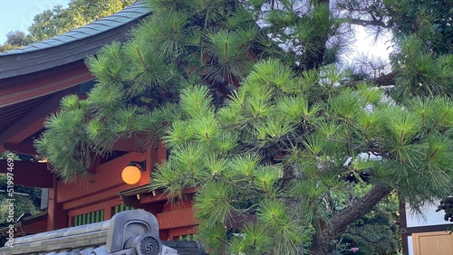 Temple at “Todaimae” in Tokyo, “Saikyoji”, an ancient historic landmark with zen pine trees.  shot taken year 2022 July 29th