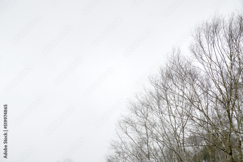 Landscape Natural Scene of Pine tree forests in the morning with fog and misty on the pine tree with copy space at Chiang rai thailand - abstract background Landscape Natural Scene of Pine tree forests in the morning with fog and misty on the pine tree with copy space at Chiang rai thailand - abstract background