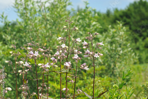 White flowers of Penstemon digitalis in the garden