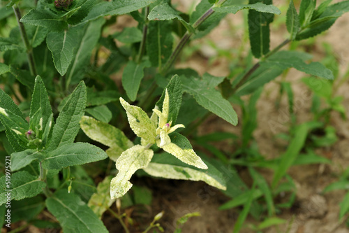 Young salvia plant. Variegation in sage leaves photo