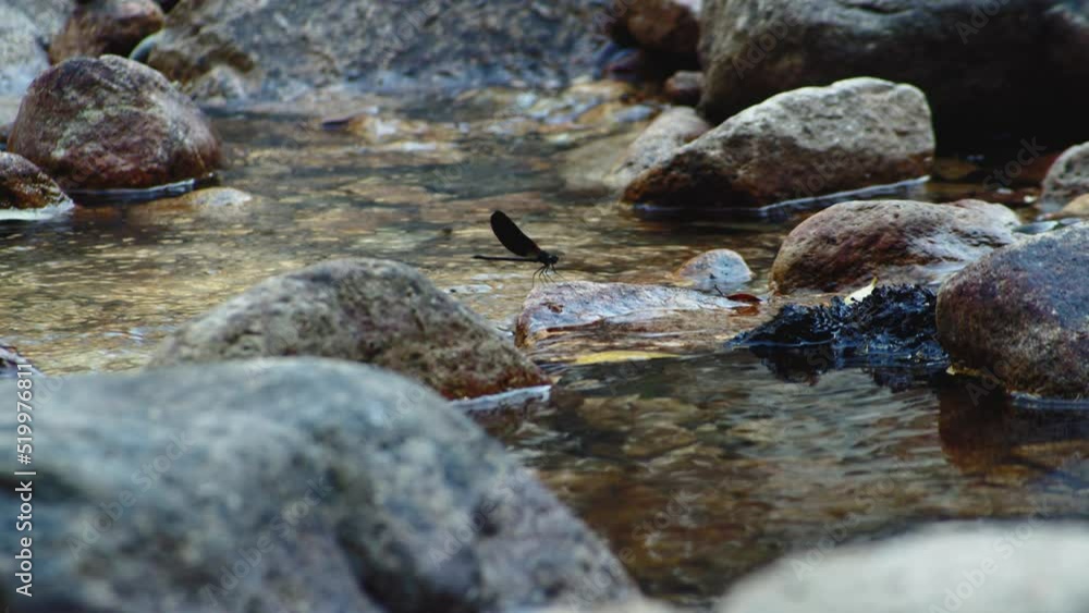 Mediterranean demoiselle damselfly moves wings standing on river rock, day Mediterranean demoiselle damselfly moves wings standing on river rock, day