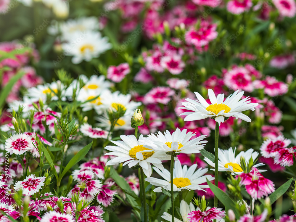 Close up of some beautiful Dianthus Baby Doll, Dianthus Chinensis, and white chamomiles flowers growing in garden Close up of some beautiful Dianthus Baby Doll, Dianthus Chinensis, and white chamomiles flowers growing in garden