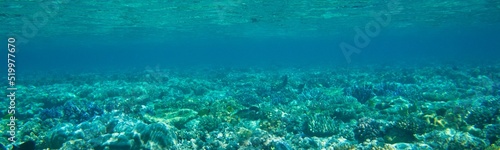 Fototapeta Naklejka Na Ścianę i Meble -  Underwater Background Very Cool