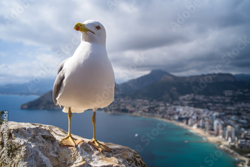 Mediterranean gull up close with the sea, mountains and the city of Calpe in the background