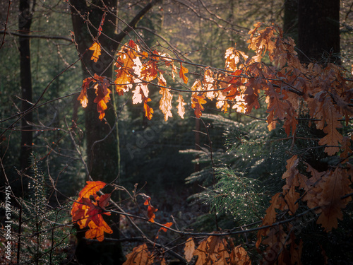 Autumn leaves in sunlight forest