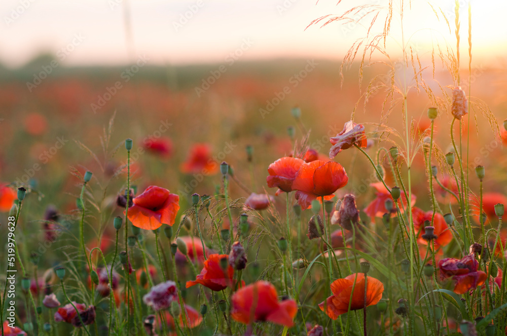 Obraz premium field of poppies