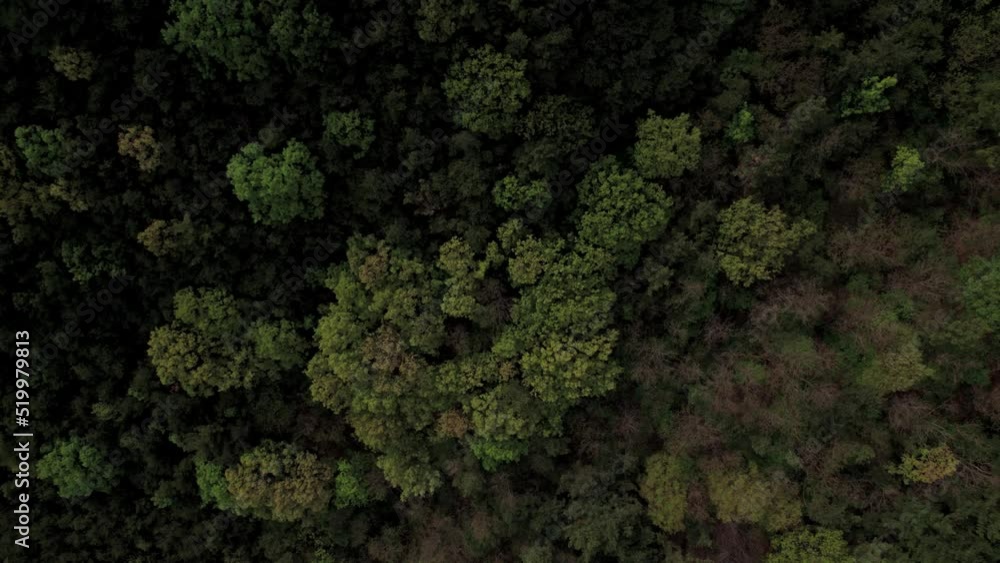 Aerial Drone Descent into Forest Aerial Drone Descent into Forest