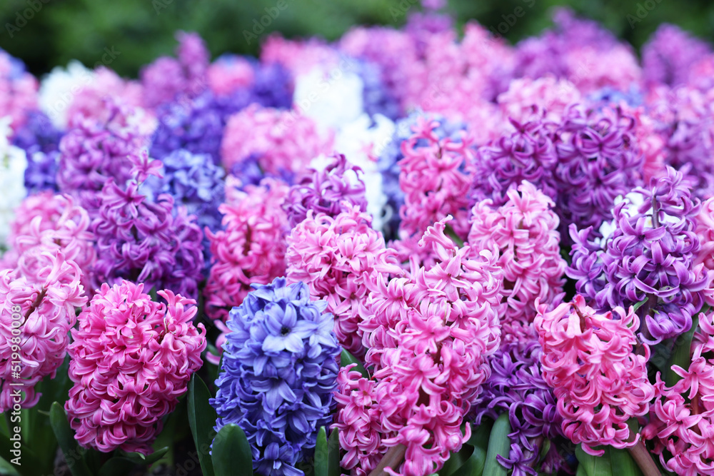 Many beautiful hyacinth flowers growing outdoors, closeup. Spring season Many beautiful hyacinth flowers growing outdoors, closeup. Spring season